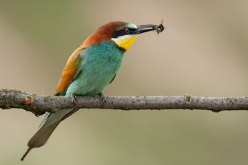 bee eater perched on a branch with a caught bee