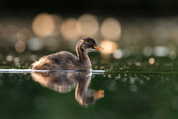 little grebe on the pond with calm water