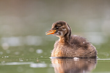 little grebe on the pond with calm water