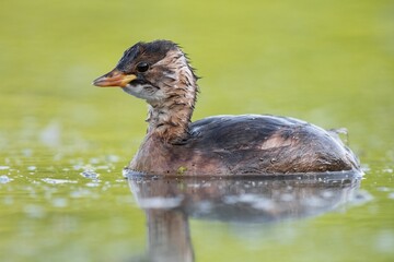 little grebe on the pond with calm water