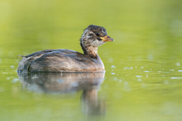 little grebe on the pond with calm water