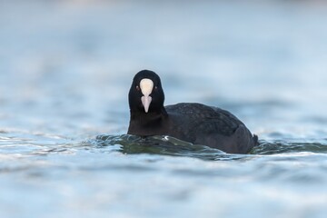 coot swimming in the river