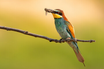 bee eater perched on a branch