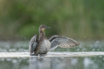 a female garganey in the pond