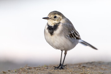 juvenile white wagtail