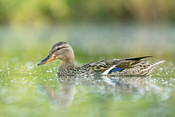 female mallard duck in the pond