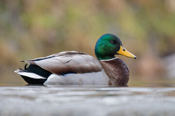 duck on the water