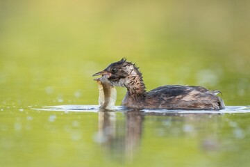 little grebe on the pond with calm water