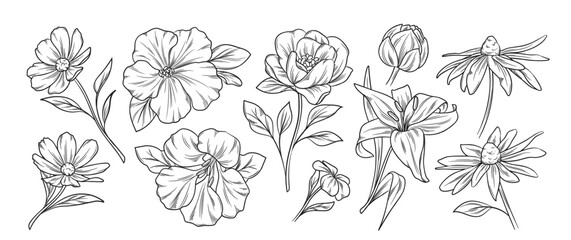 Set of blooming flowers sketches. Hand drawn wild flowers, organic plants with petals and leaves in line art style. Botanical engraving. Outline vector illustration collection isolated on background