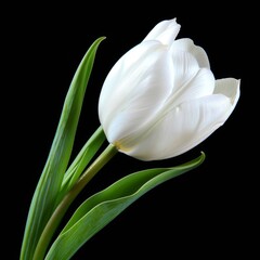 Elegant white tulip isolated on black background. Pure, delicate, perfect flower head, closeup.