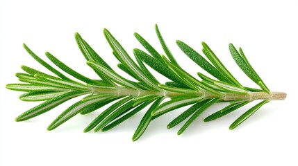 Fototapeta premium Sprig of Rosemary on White Background with Clipping Path to Top