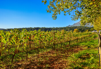 Stellenbosch cape wineland or vineyard of Pinotage grapes in Cape town