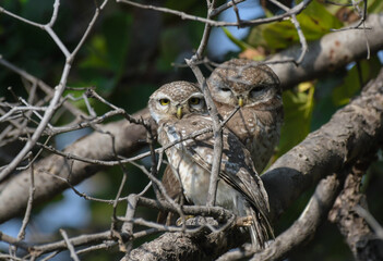 Bharatpur bird sanctuary or Keoladeo ghana national park in Rajasthan India , a bird paradise