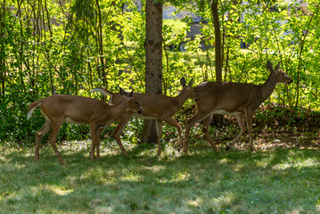 White-tailed Doe Deer And Twin Fawns In An Urban Field In September In Wisconsin