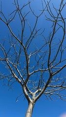 otoño ramas árboles