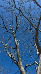 otoño ramas árboles