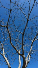 otoño ramas árboles