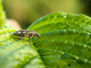 Agricultural pest Hylobius abiestis on spinach plants. Hylobius abietis or the large pine weevil is a beetle belonging to the Curculionidae family.