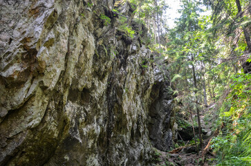 A trail meanders through the Carpathian Mountains in Ukraine, flanked by vibrant greenery. Towering trees create a canopy overhead, while moss-covered rocks from the Dovbush pantries add a touch of an