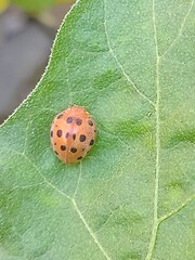 ladybird on leaf