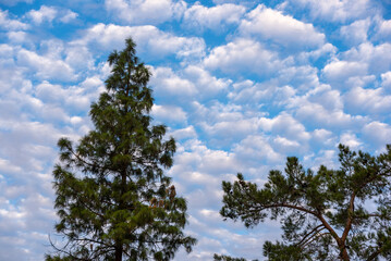 Fototapeta premium Cloudy Sky Framed by Pine Trees
