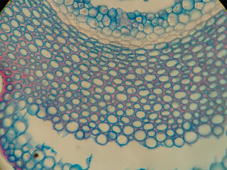 Microscope Slide Images Showcasing Biological Specimens