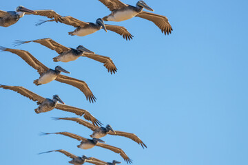 Flight of a flock of pelicans, over the Pacific Ocean.