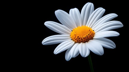 Close-up of a single white daisy with a vibrant yellow center, surrounded by delicate petals, isolated on a dark background for a serene, minimalist look