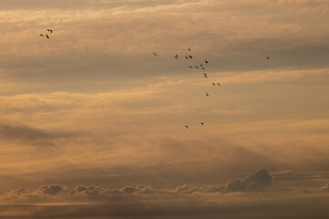 Flock of Birds Flying at Sunset in Rovaniemi