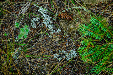 evergreen background