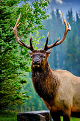 Elk deer buck in the wild very beautiful