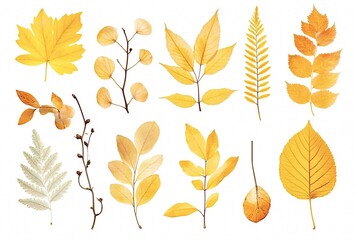 Elegant display of yellow autumn leaves and branches on a white background, capturing the vibrant colors of fall. Perfect for any project with ample copy space