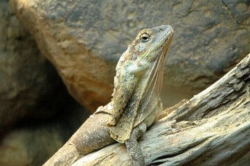 close up of a lizard