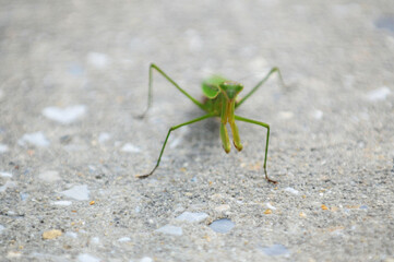 close up of a praying mantis