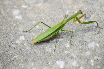 praying mantis