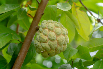 Close up of green custard apple fruit on tree