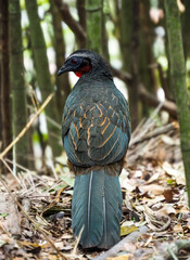 Dusky Legged Guan Bird with Bright Red Neck and Gray Feathers, Black Face in a Bamboo Jungle in Rio de Janeiro, Brazil