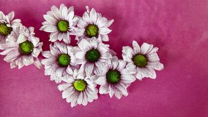 Tiny white chrysanthemum flowers float in the water. Raindrops fall on chrysanthemum flowers on a purple background. Concept of spa, wellness, self-care