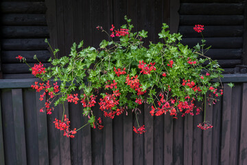 Red geranium flowers in a box outside.

