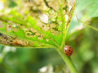 Eggplant beetle, 28 spots on bitter gourd leaves use for pesticide or insecticide product concept,...