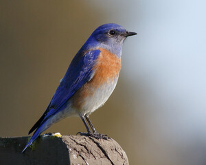 Western Bluebird Perched on a Wood Fence