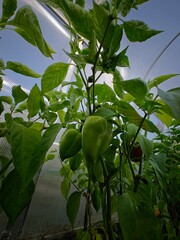 Fresh green peppers inside a plastic greenhouse.

