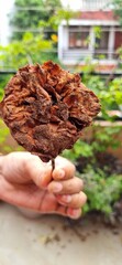 hand holding dried decayed rose
