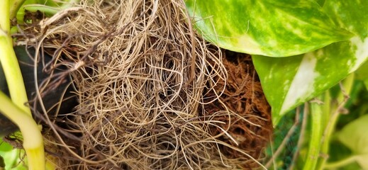 close up of a nest