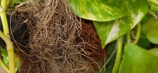 close up of a nest