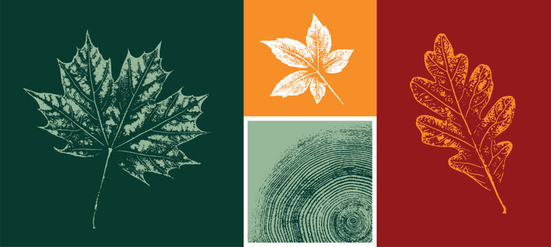 Decorative maple leaf sketch and wood block prints. Monotone orange red green botanical tree rings and leaves impression print.