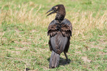 Young southern ground hornbill