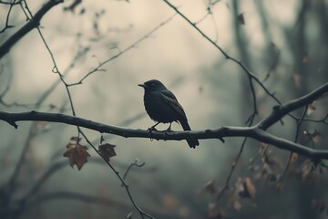 Blackbird perched on a branch in a foggy forest,  bird in nature, wildlife photography