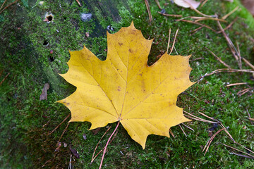 Fallen yellow leaf on green grass