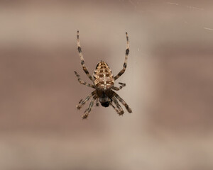 Female cross spider waiting patiently in her spiderweb in front of a bricks wall